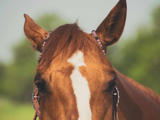 Kopfstücke & Zügel