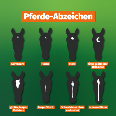 Pferde-Abzeichen - Pferde-Abzeichen