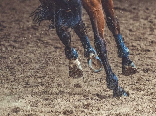Hufrehe beim Pferd - Hufrehe beim Pferd