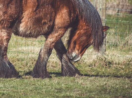 Wie erkenne ich ein Sommerekzem? - Wie erkenne ich ein Sommerekzem?