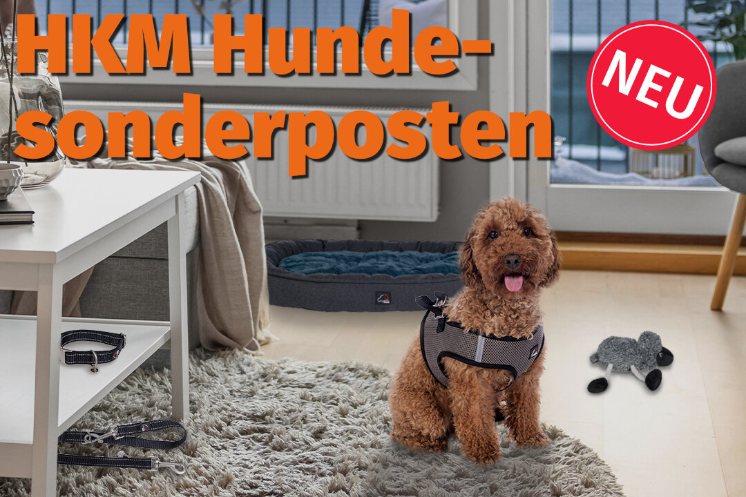 Ein kleiner, brauner, lockiger Hund mit grauem Geschirr sitzt auf einem Teppich im Wohnzimmer. Hinter ihm stehen ein Hundebett und eine Balkontür, daneben liegt ein Spielzeug. Oben im Bild steht „HKM Hunde-Sonderposten“, daneben ein roter Kreis mit „NEU“.
