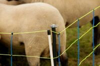 Unterstützungspfahl für Weidenetze 145cm