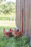 Unterstützungspfahl für Weidenetze 145cm