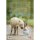 Buch Bettina Schmid Kreative Kinderreitstunde