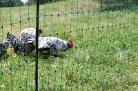 AKO Geflügelnetz PoultryNet elektrifizierbar