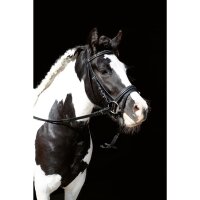 HKM Trense Lou Shetty