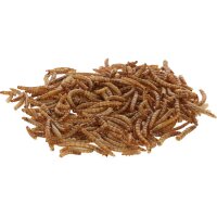Mehlwürmer 900g