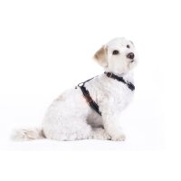 Hundegeschirr -Anam Cara Basic- Nylon