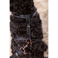 Hundegeschirr -Anam Cara Basic- Nylon