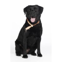 Zugstopphundehalsband -Anam Cara- Tau