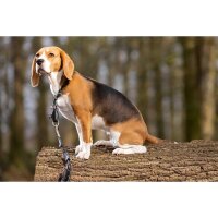 Zugstopphundehalsband -Anam Cara- Tau