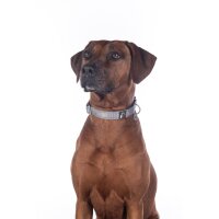 Hundehalsband -Anam Cara- Nylon