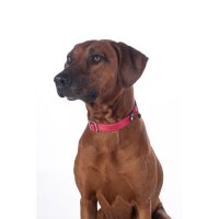 Hundehalsband -Anam Cara- Nylon