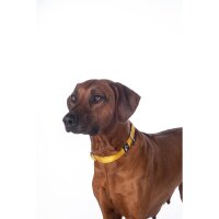 Hundehalsband -Anam Cara- Nylon