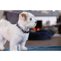 Hundehalsband -Anam Cara- bedruckt