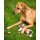 Hundespielzeug Stable buddy