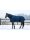 Wahlsten Leopard 600D & 200G Fullneck Turnout Rug