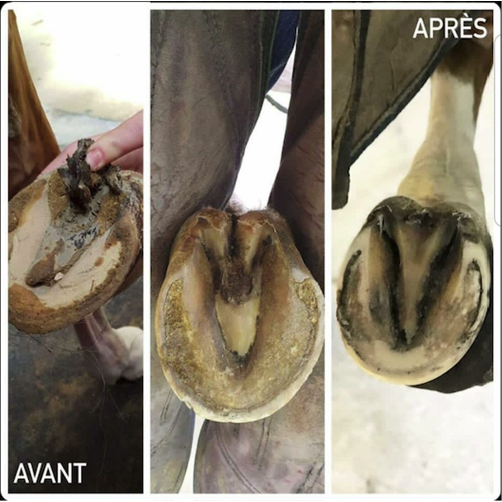 Before After Hoof Solution