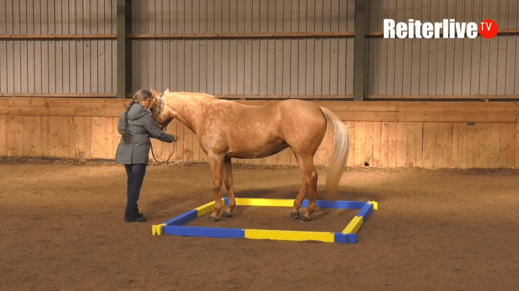 Agility Puzzle Quadrat Agility Puzzle