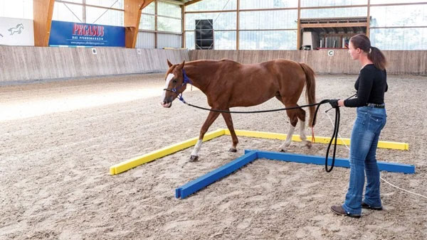 agility Puzzle Bodenarbeit Agility Puzzle