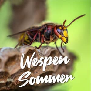 Wespen Sommer