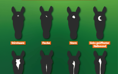 Pferde-Abzeichen