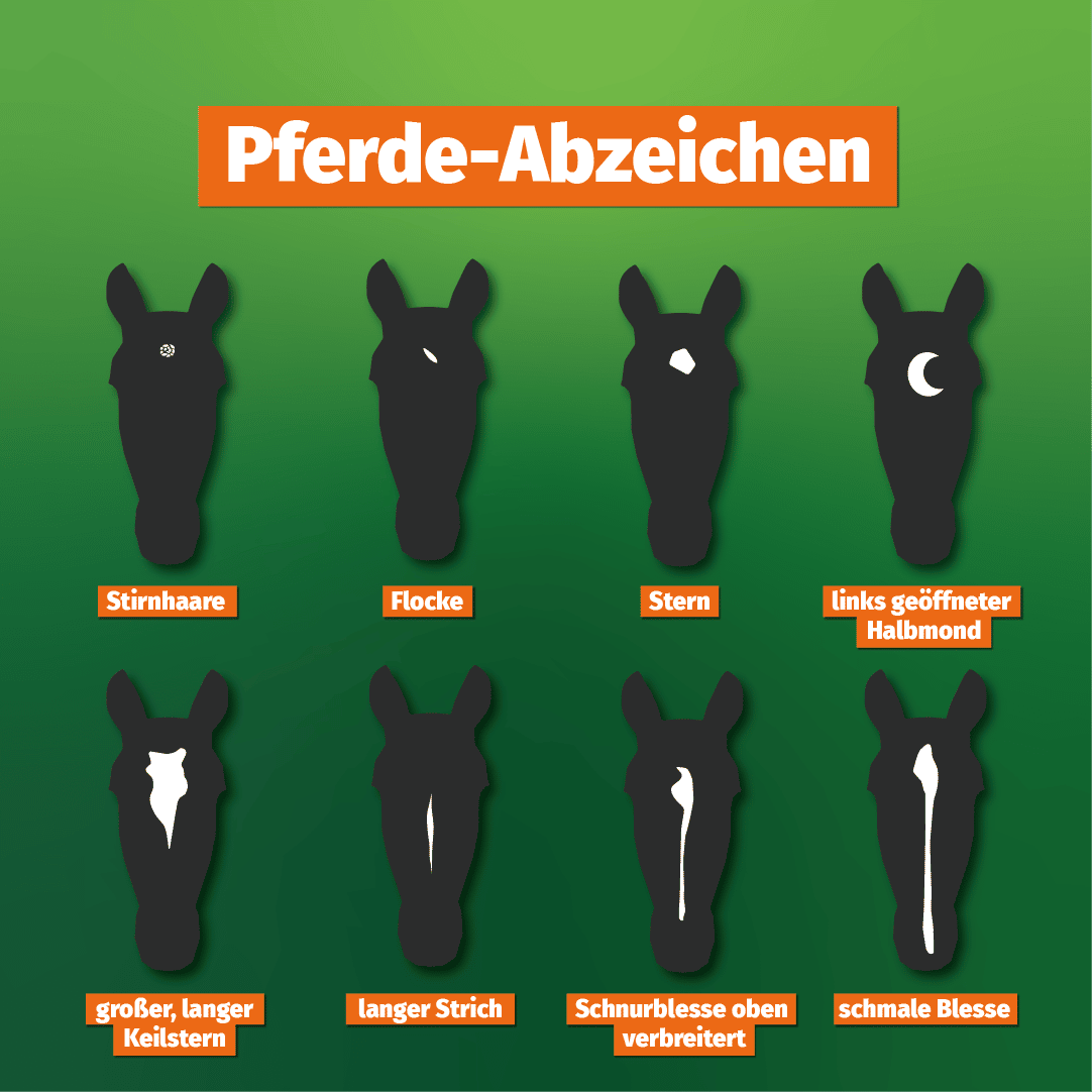 Pferde Abzeichen Slide1 Pferde-Abzeichen
