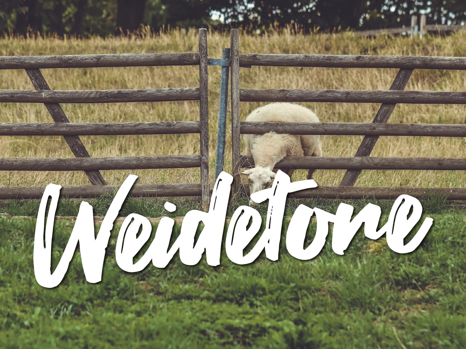 weidetore featured Weide