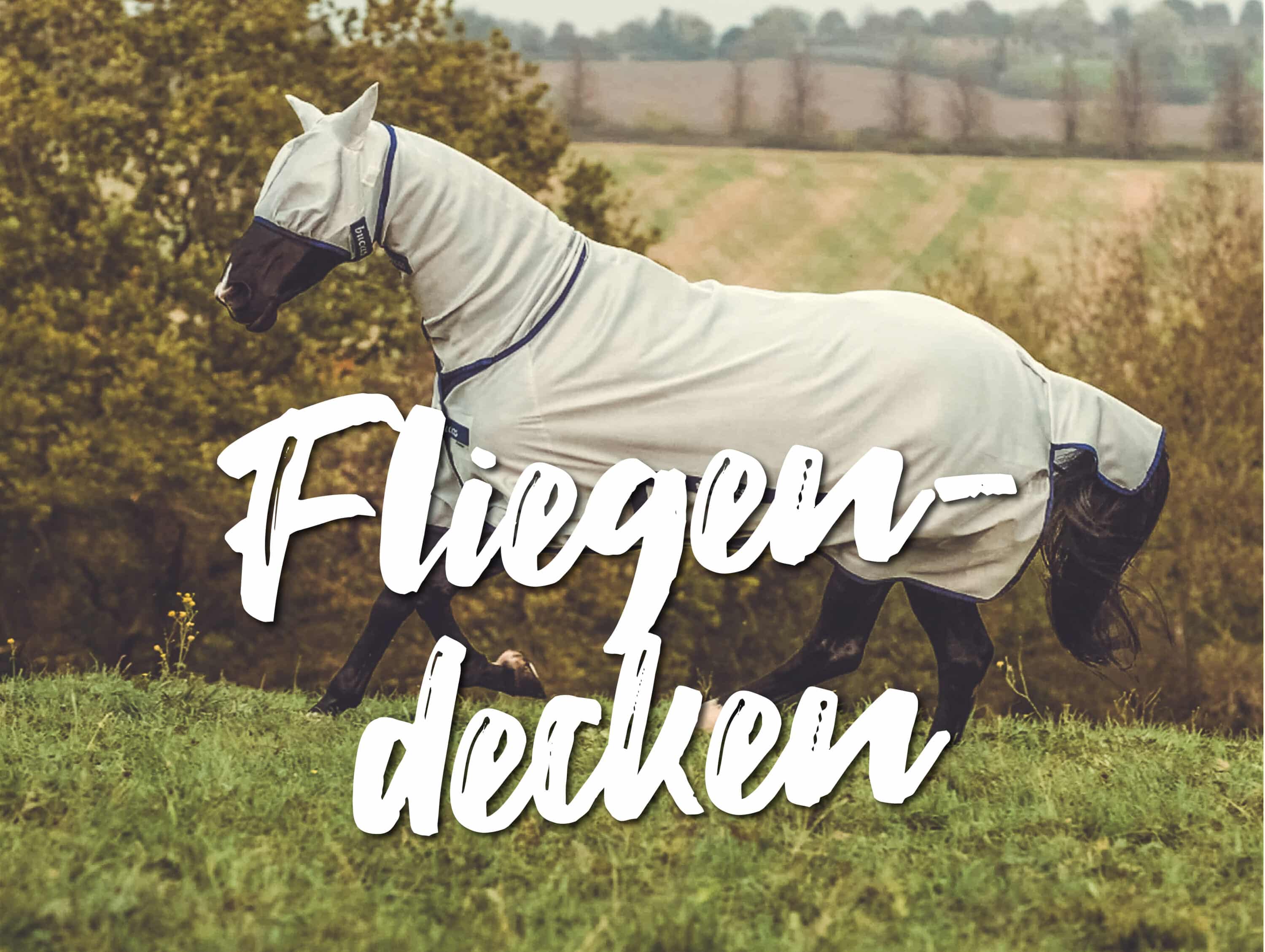 startseite featured Fliegendecken scaled Reiterlive