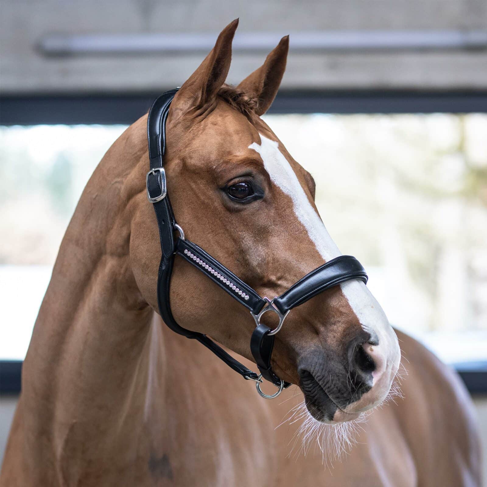 589-kieffer-ultrasoft-luna-horse-1 (Copy)