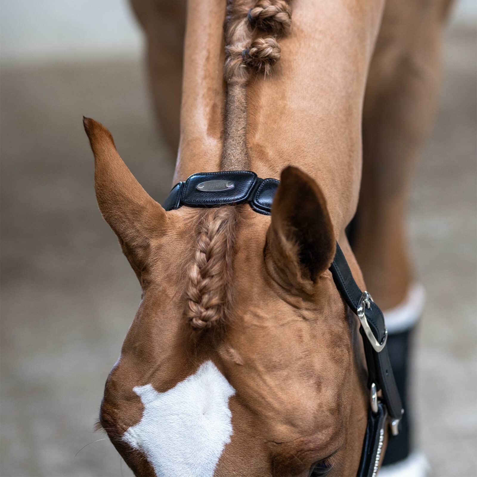 589-kieffer-ultrasoft-luna-horse-2 (Copy)