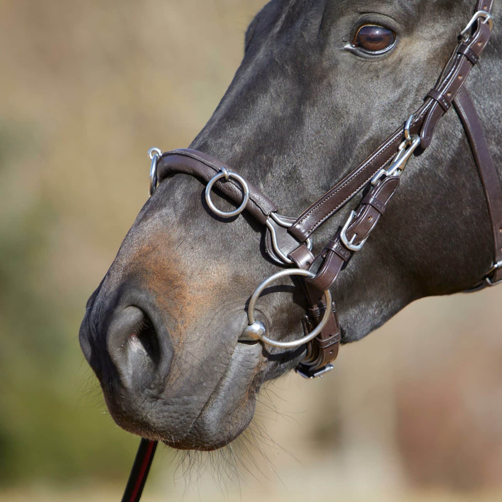 617-kappzaum-lungecavesson-kieffer-ultrasoft-brown-horse-2 (Copy)