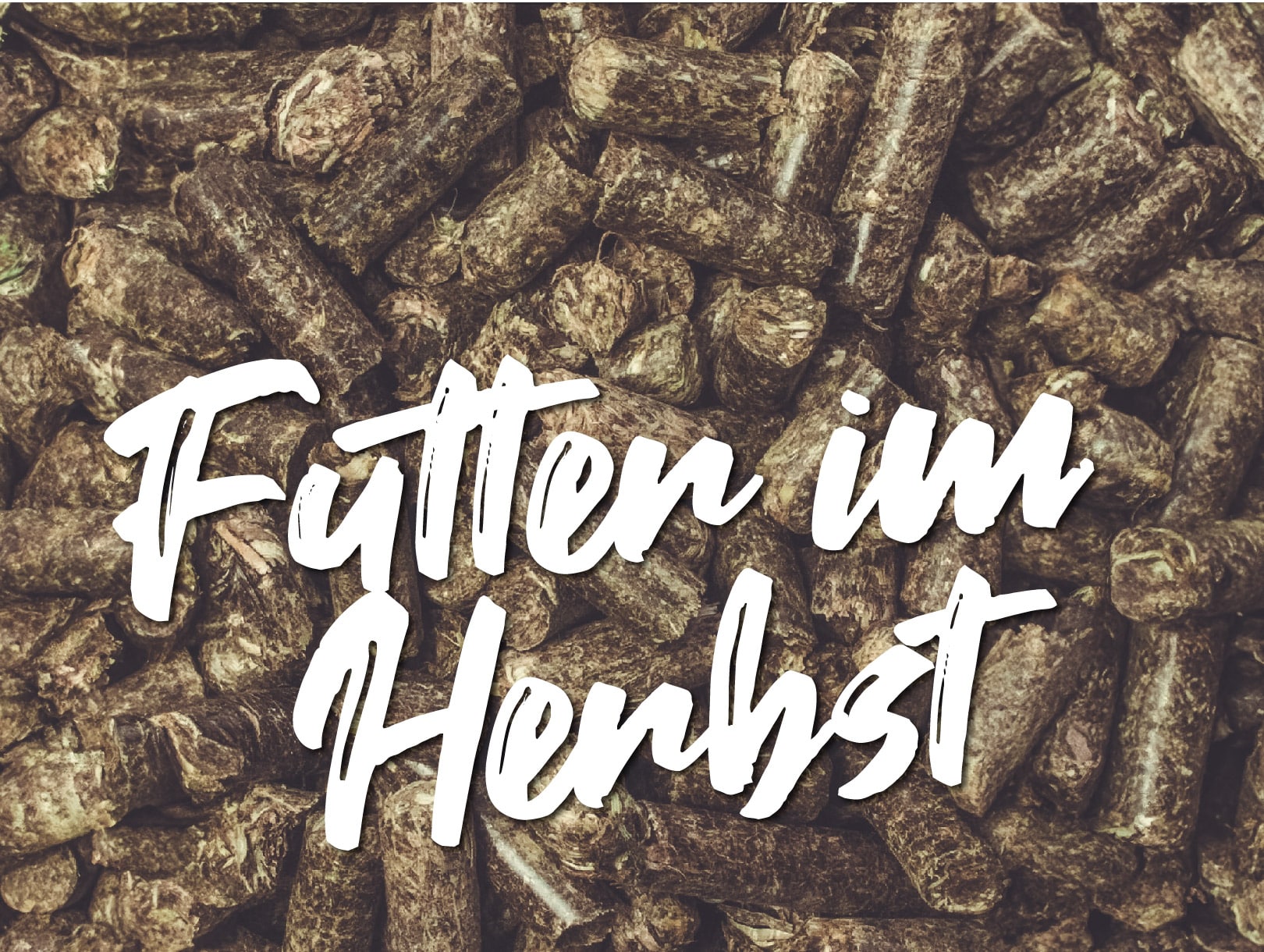 startseite featured futter Reiterlive