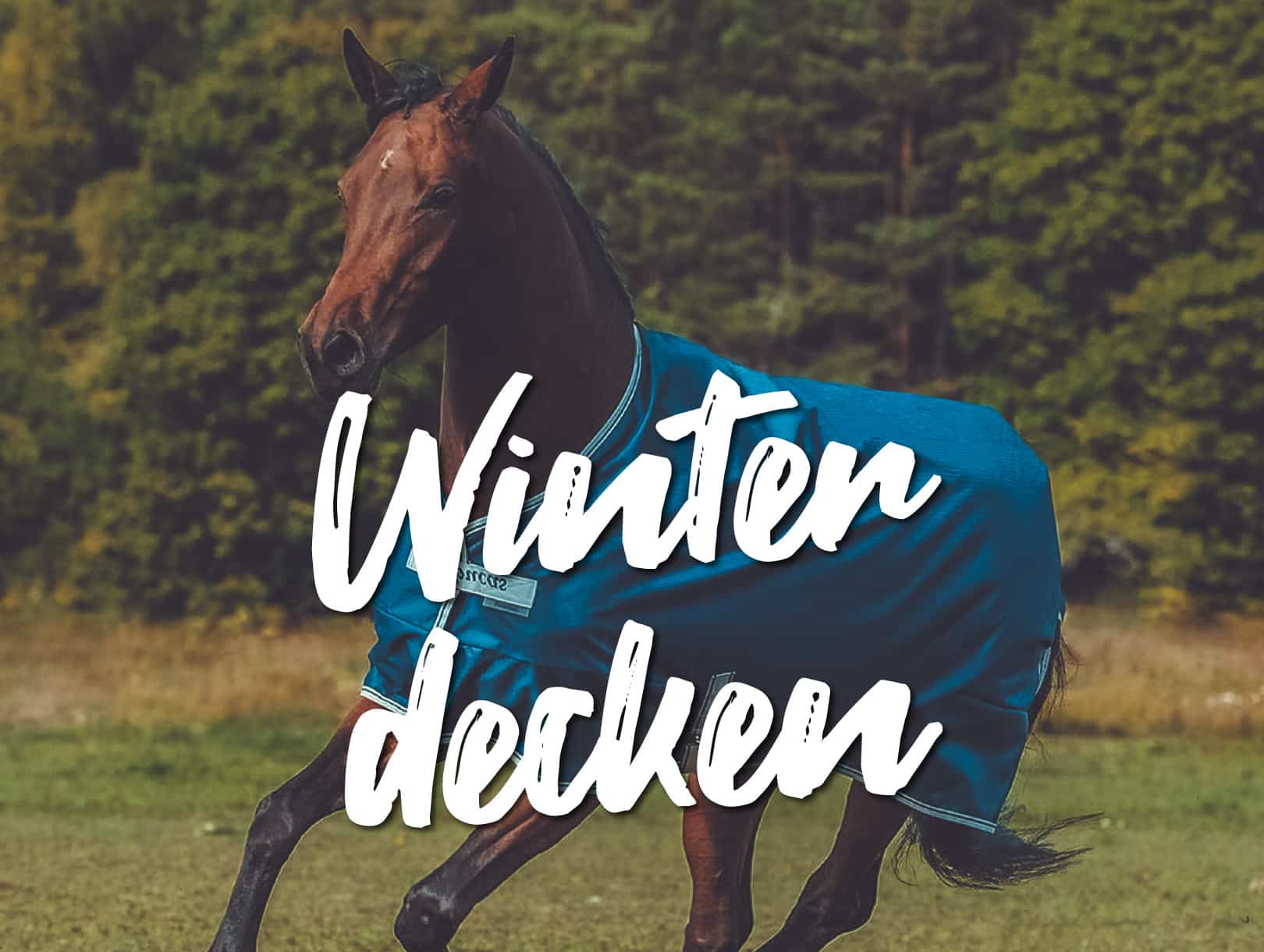 startseite featured winterdecken Reiterlive